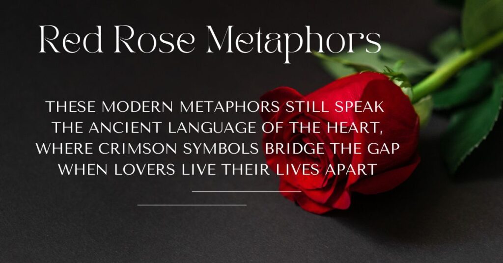 red-rose-metaphors-for-modern-love