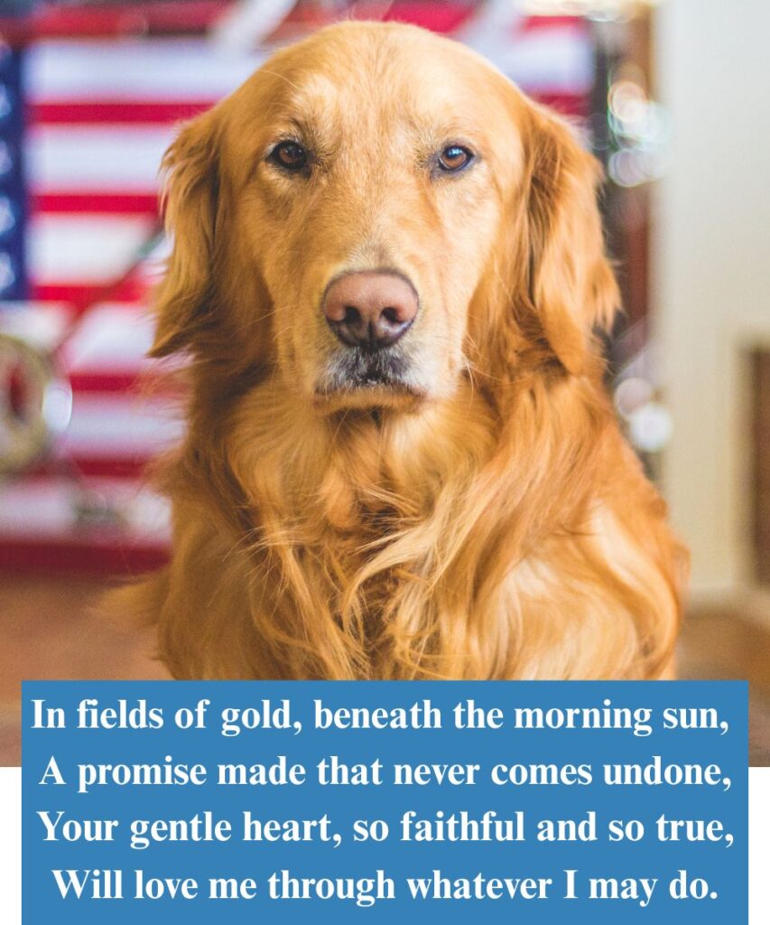 the-golden-retrievers-promise-dog-poems